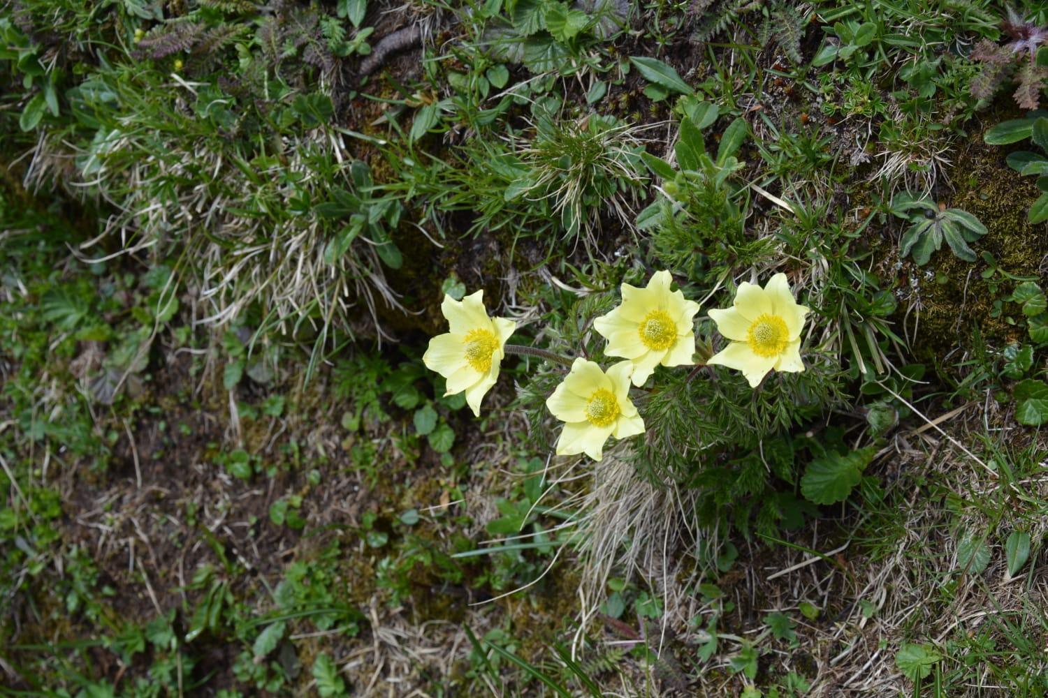 Mountain Apartman Alleghe Szoba fotó