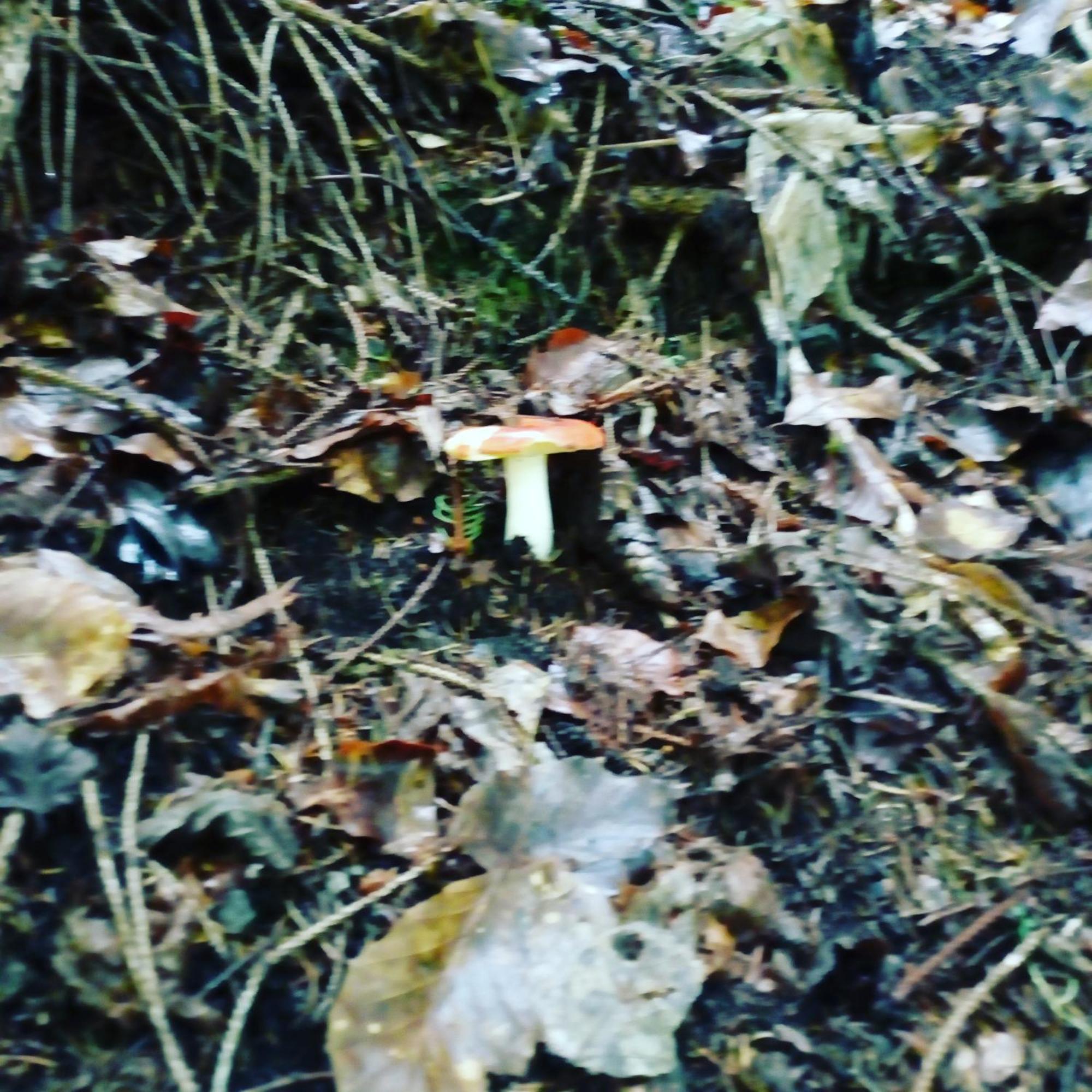 Mountain Apartman Alleghe Szoba fotó