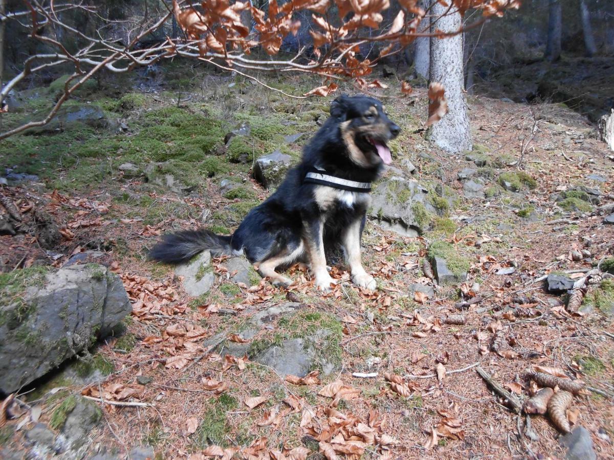 Mountain Apartman Alleghe Kültér fotó